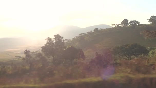 POV: Driving past a lush savannah full of acacia trees on a sunny morning. — Vídeos de Stock