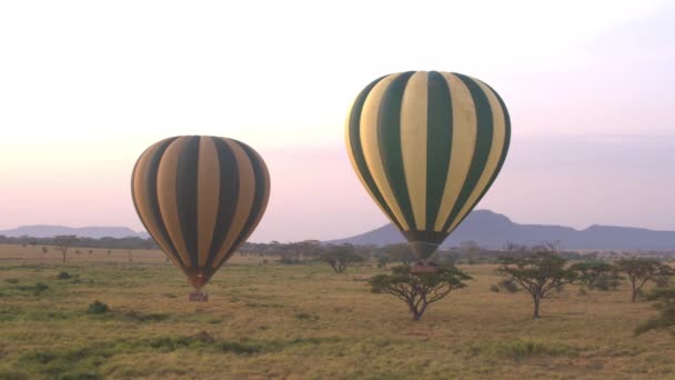 AERIAL: Two hot air balloons glide across the lush green savannah of Serengeti. — Stok video