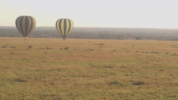 AERIAL: Hot air balloons glide along a herd of zebras migrating across Serengeti — Stock Video
