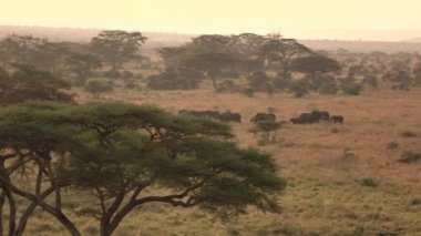 AERIAL: A herd of elephants migrates across the scenic Serengeti national park.