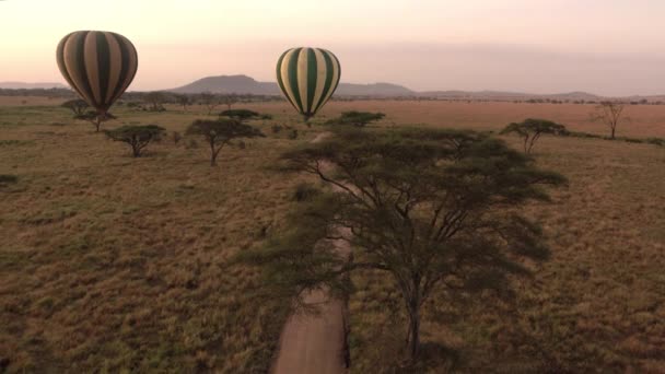 DRONE: Zwei Heißluftballons fliegen über einen Feldweg, der durch den Serengeti-Park führt. — Stockvideo