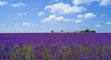 CLOSE UP: Beautiful field of violet herbs stretches out into the distance.