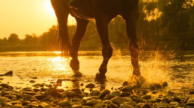 LOW ANGLE: Muscular horse walking along the shallow stream and splashing water.