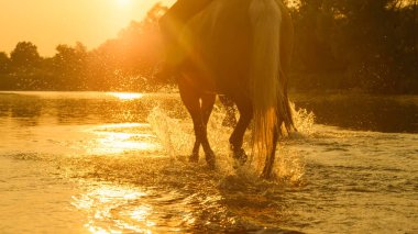 CLOSE UP: Unknown person riding a strong horse along the shallow forest stream.