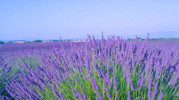 CLOSE UP: Purple lavender shrub in Provence sways in the gentle summer wind — стоковое фото