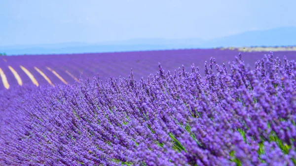 CLOSE UP: Detailed shot of vibrant purple herbs in full bloom in sunny Provence. — стоковое фото
