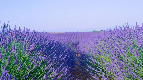 CLOSE UP: Long rows of lavender plants cover the vast countryside in France. — стоковое фото