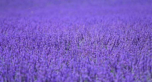 UKONČENÍ: Hustě osetá aromatická levandule rostoucí a kvetoucí v Provence. — Stock fotografie