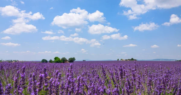 CLOSE UP: Tiny bees roam around the large fields of lavender near a small farm — стоковое фото