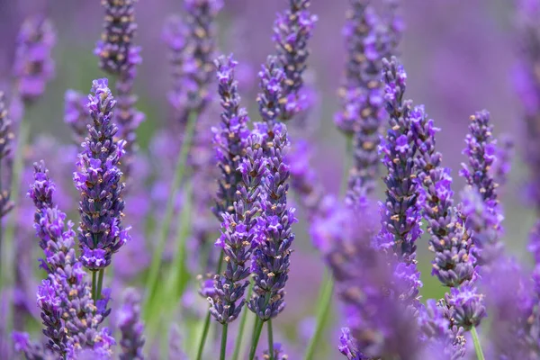 MACRO, DOF: Detailed view of many fragrant lavender blossoms in full bloom. — стоковое фото