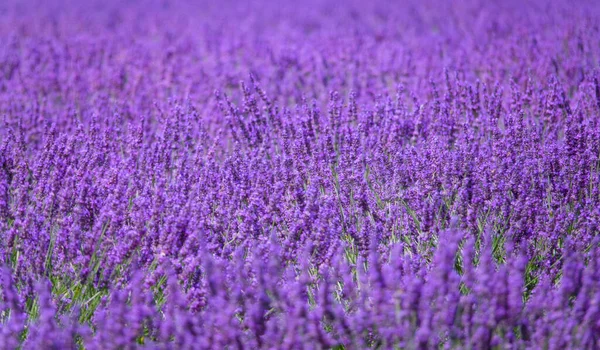 CLOSE UP: Fantastisk utsikt över blommande stjälkar av lavendel växer i Provence — Stockfoto