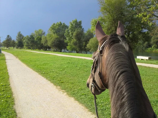 POV: Riding a beautiful brown horse down empty dirt road leading along a river. — Foto de Stock