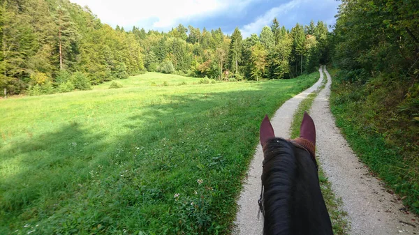 POV: Ιππεύοντας ένα καφέ μαλλιά άλογο κάτω από ένα δρόμο που οδηγεί παρελθόν ένα λιβάδι στο δάσος — Φωτογραφία Αρχείου