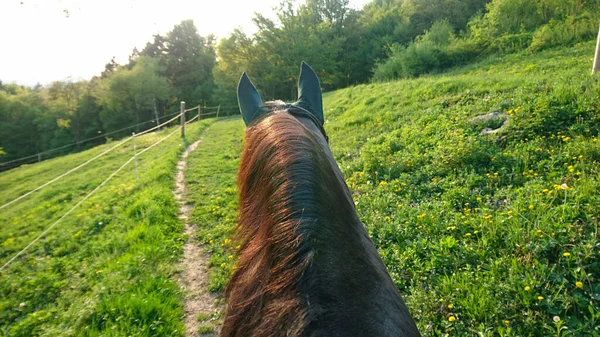 POV : Les rayons chauds du soleil printanier brillent sur la jument brune marchant le long du sentier vide. — Photo