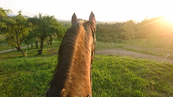 POV: 화창 한 여름날 저녁 공원에서 아름다운 갈색 말을 타고 노는 모습. — 스톡 사진
