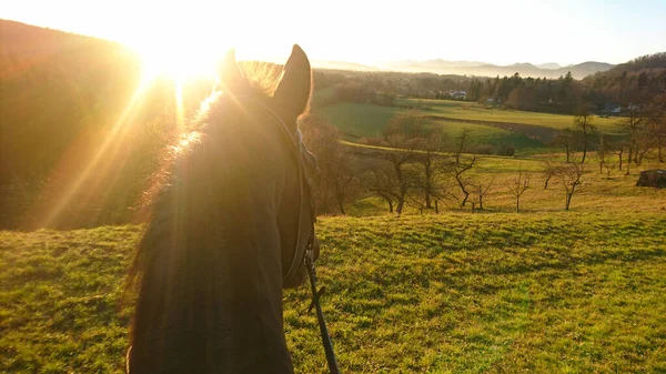 태양 광선: 말 이 시골을 둘러보고 있는 모습에 황금빛 햇살 이비치고 있다. — 스톡 사진