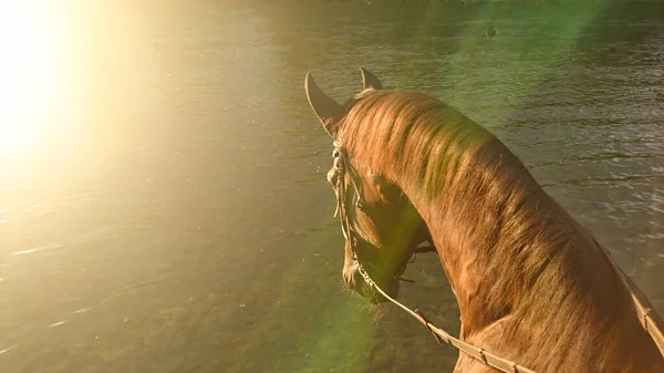 SUN FLARE: Bright sunbeams shine on the horse going towards the river to drink. — Foto de Stock