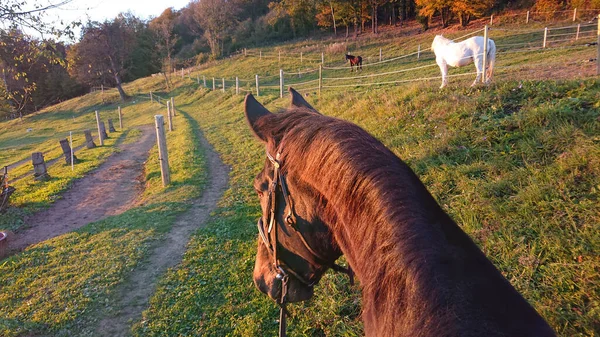 POV: Horseback riding past an enclosed pasture and white horse on sunny evening. — Stock Photo, Image