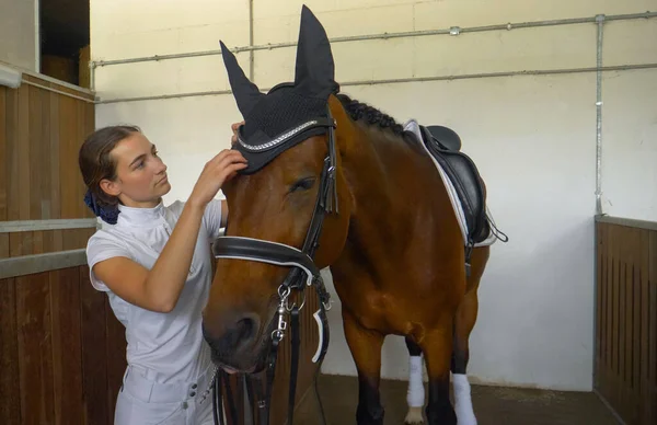 CLOSE UP: Focused young woman preparing her stunning horse for competition. — Stock Photo, Image