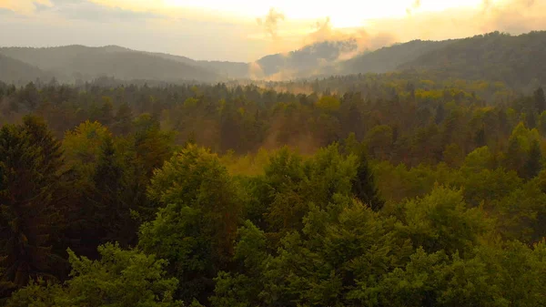 AERIAL: Volando sobre el interminable bosque de coníferas en la pintoresca noche de verano . — Foto de Stock