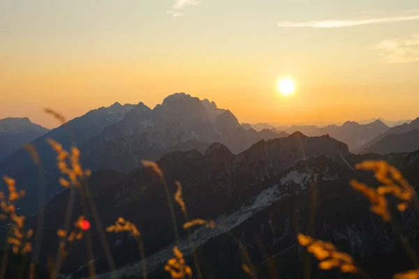 AERIAL: Flying over the golden stalks of grass on a beautiful evening in Alps. — Stock Photo, Image