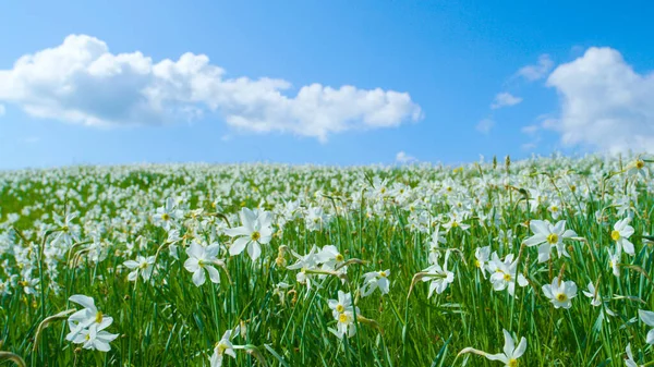 CERRAR: Hermosas flores blancas que crecen bajo el cielo azul claro en los Alpes — Foto de Stock