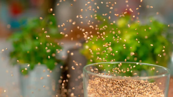 MACRO, DOF : Les graines de cannabis sortent d'un robot culinaire branché . — Photo