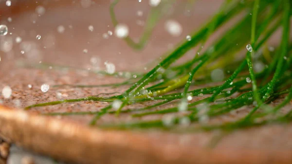 MACRO, DOF: Lunghi fusti di erba cipollina verde organica si schiantano nell'acqua poco profonda. — Foto Stock
