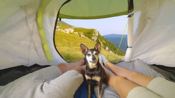 Портрет: любопытный щенок смотрит в камеру, сидя в палатке между хозяевами — стоковое фото