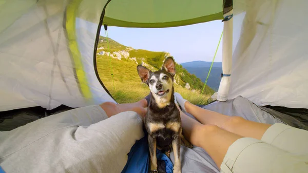 PORTRAIT: Adorable senior dog resting in the tent with young hiker couple. — Stock Photo, Image
