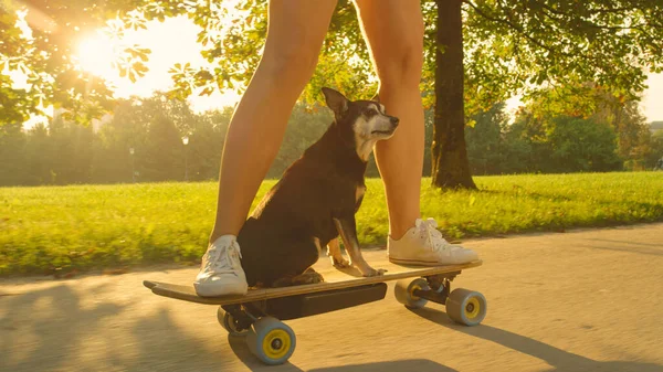 PUN FLARE: 귀여운 강아지가 멋있는 스케이트보더 와 함께 롱 보드를 침착하게 타고 다닌다. — 스톡 사진