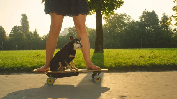 CLOSE UP: Onherkenbare vrouw skateboarden met schattige miniatuur pinscher. — Stockfoto