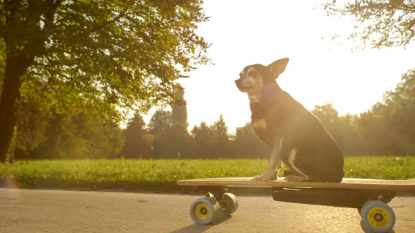 CHIUSURA: Colpo di scena di un cane anziano che cavalca uno skateboard nel verde e soleggiato parco. — Foto Stock