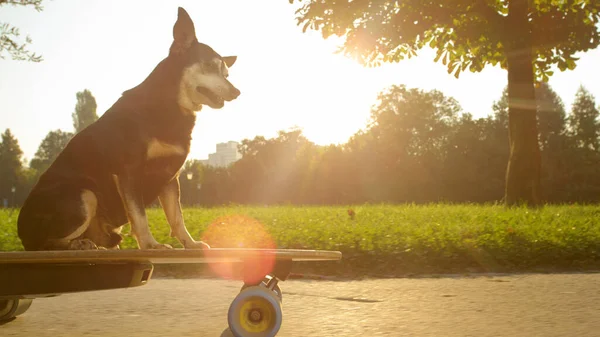 LENTE FLARE: Adorabile pinscher nero crociere attraverso il parco su skateboard. — Foto Stock