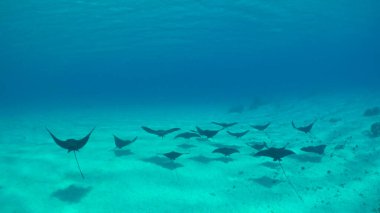 UNDERWATER: Group of beautiful black stingrays swim along the sandy ocean floor.
