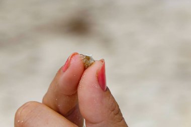 MACRO: Unrecognizable woman with red fingernails holding a baby hermit crab.