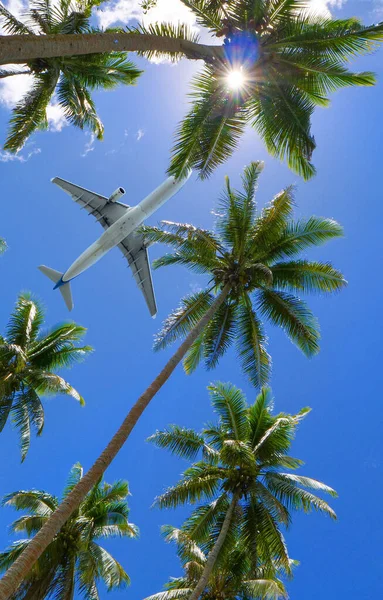 BOTTOM UP: Commercial airplane flies over the towering palm trees on a sunny day