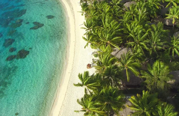 AERIAL: Fancy wooden beachfront bungalows hide in the dense palm tree forest. — Stockfoto