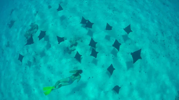 TOP DOWN: Mulher nadando com um grupo de raios de águia negra vagando pelo Pacífico. — Fotografia de Stock