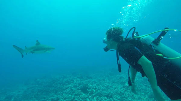 UNDERWATER: Young man diving in the Pacific meets an adult blacktip shark. — Foto Stock