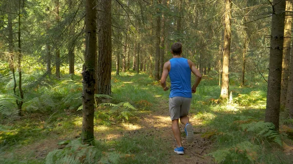 Felismerhetetlen sportoló kocog a festői zöld tűlevelű erdőben. — Stock Fotó