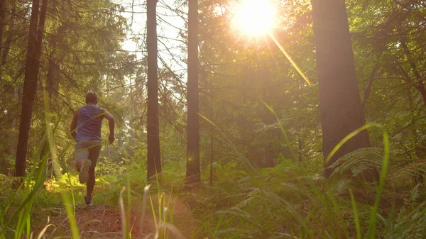 NAGY ANGLE Arany napsugarak ragyog a kocogó fut keresztül a nyugodt erdőben — Stock Fotó