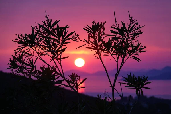DOF: Vista detalhada de uma oliveira iluminada pelos céus roxos da Dalmácia. — Fotografia de Stock