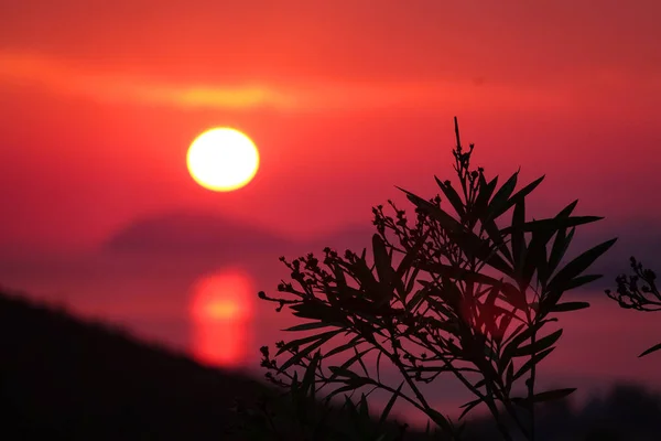 DOF: Immagine di un ulivo, retroilluminato dal colorato sole della sera in Croazia. — Foto Stock