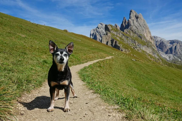 CLOSE UP: Black dog stands in the middle of gravel path leading to the mountains — Foto Stock