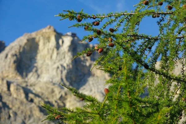 CLOSE UP Long spruce branches full of brown cones extend over the mountain range — Stockfoto