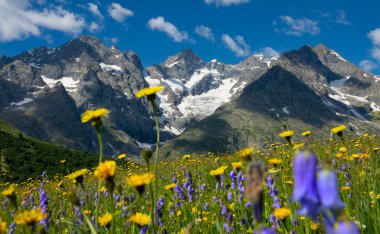 CLOSE UP: Snowy mountains tower above blooming field of blue and yellow flowers.