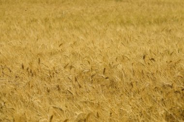 CLOSE UP: Ripe golden wheat before harvest moving in the gentle summer breeze.
