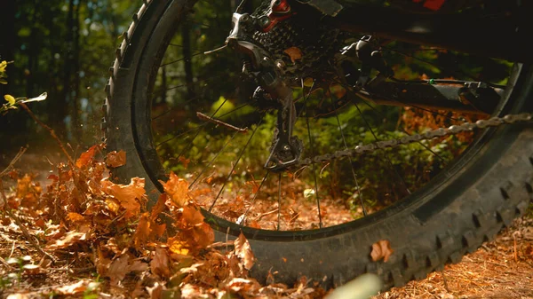 Kuru kahverengi yapraklar havada uçuşuyor ve bisikletçiler ormanda geziniyor.