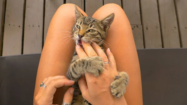 POV: Het aaien van een schattig katje op je schoot, terwijl het speels bijt je vingers. — Stockfoto
